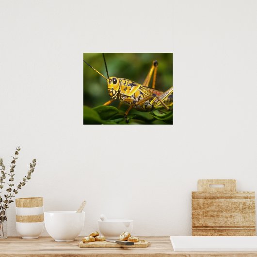 Grasshopper, Everglades National Park, Florida, Poster (Keuken)