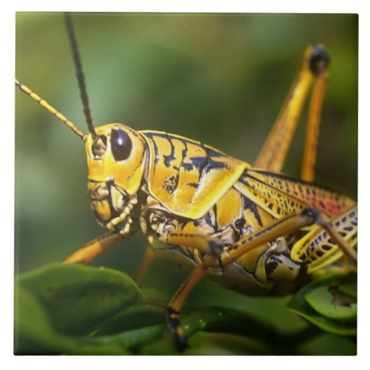 Grasshopper, Everglades National Park, Florida, Tegeltje (Voorkant)