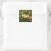 Grasshopper, Everglades National Park, Florida, Vierkante Sticker (Tas)