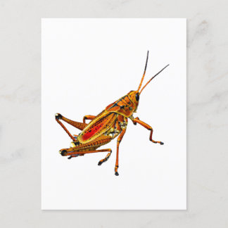 Grasshopper Feestdagenkaart