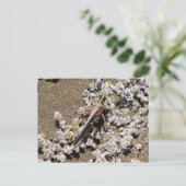 Grasshopper, Isla Bartolome, Galapagos Briefkaart (Staand voorkant)
