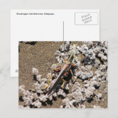 Grasshopper, Isla Bartolome, Galapagos Briefkaart (Voorkant / Achterkant)