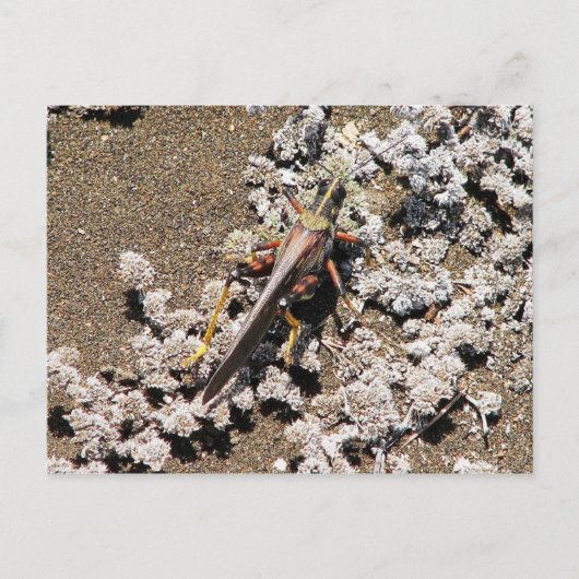 Grasshopper, Isla Bartolome, Galapagos Briefkaart (Voorkant)
