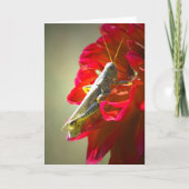 Grasshopper Kaart (Voorkant)