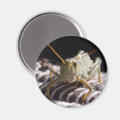 Grasshopper Magneet (Voorkant / Achterkant)