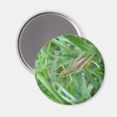 Grasshopper Magnet (Voorkant / Achterkant)