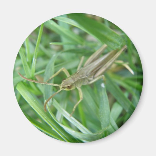 Grasshopper Magnet (Voorkant)