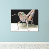 Grasshopper nimf canvas afdruk (Insitu (Houten vloer))