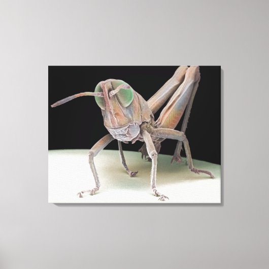 Grasshopper nimf canvas afdruk (Voorkant)