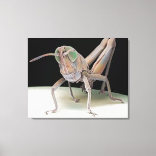 Grasshopper nymph canvas afdruk
