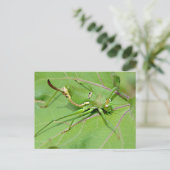 Grasshopper op bovenstaand blad briefkaart (Staand voorkant)