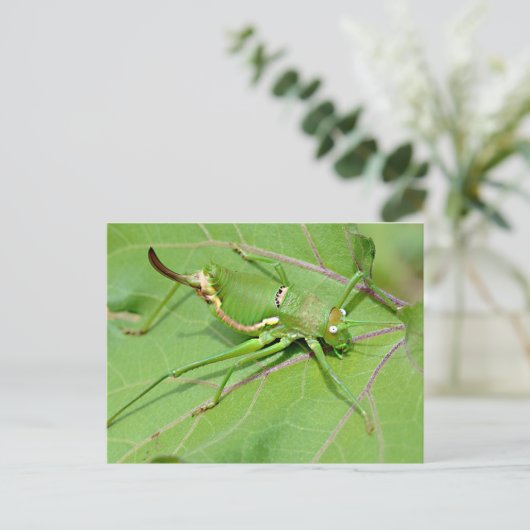 Grasshopper op bovenstaand blad briefkaart (Staand voorkant)