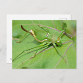 Grasshopper op bovenstaand blad briefkaart (Voorkant / Achterkant)