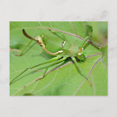 Grasshopper op bovenstaand blad briefkaart (Voorkant)