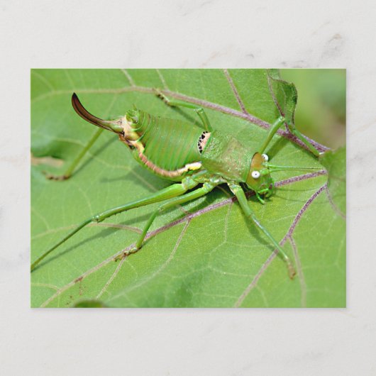 Grasshopper op bovenstaand blad briefkaart (Voorkant)