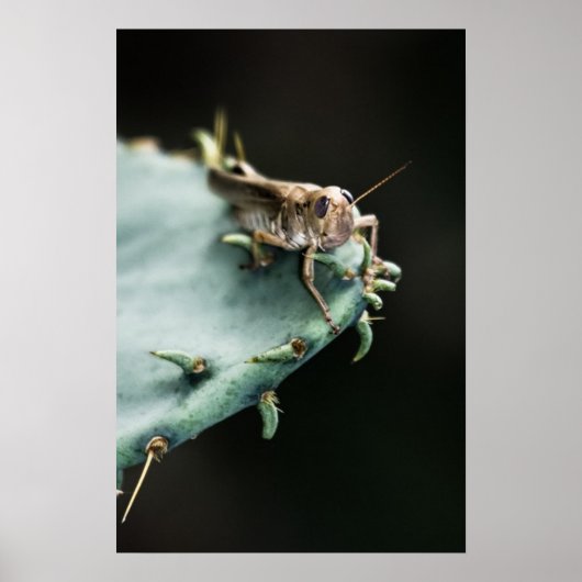 Grasshopper op Cactus Poster (Voorkant)