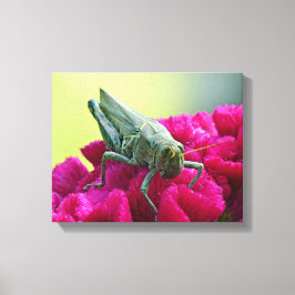 Grasshopper op Cockscomb Canvas Afdruk