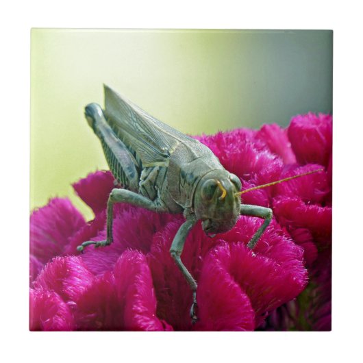 Grasshopper op Cockscomb Tegeltje (Voorkant)