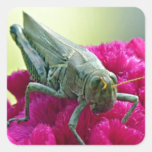 Grasshopper op Cockscomb Vierkante Sticker (Voorkant)