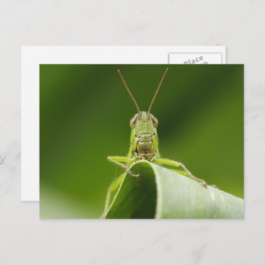 Grasshopper op Leaf, Grasshopper Face Close-up Briefkaart (Voorkant / Achterkant)