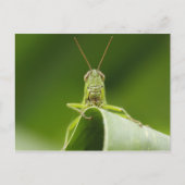 Grasshopper op Leaf, Grasshopper Face Close-up Briefkaart (Voorkant)