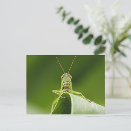 Grasshopper op Leaf, Grasshopper Face Close-up Briefkaart (Staand voorkant)