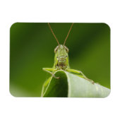 Grasshopper op Leaf, Grasshopper Face Close-up Magneet (Horizontaal)