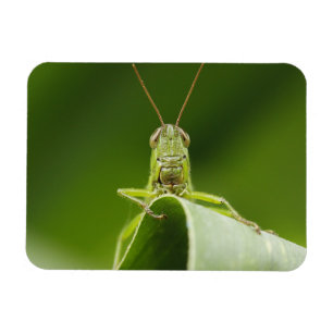 Grasshopper op Leaf, Grasshopper Face Close-up Magneet