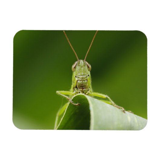 Grasshopper op Leaf, Grasshopper Face Close-up Magneet (Horizontaal)