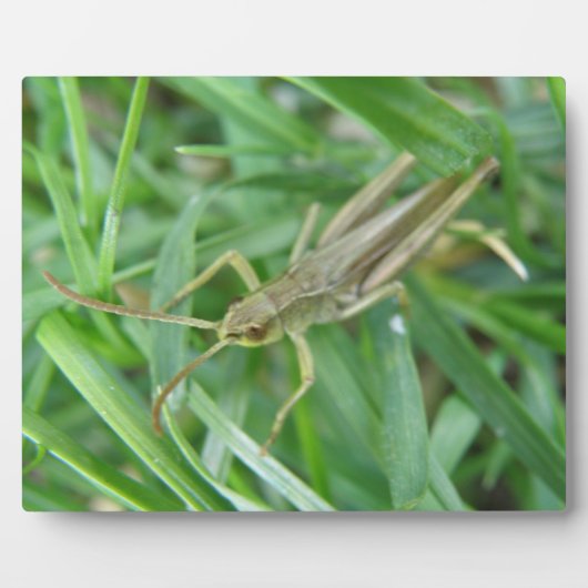 Grasshopper Plaque Fotoplaat (Voorkant)