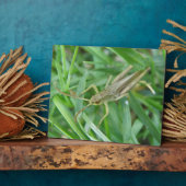 Grasshopper Plaque Fotoplaat (Zijkant)