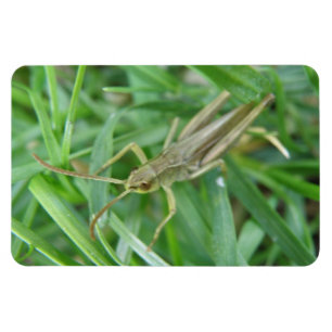 Grasshopper Premium Magnet Magneet