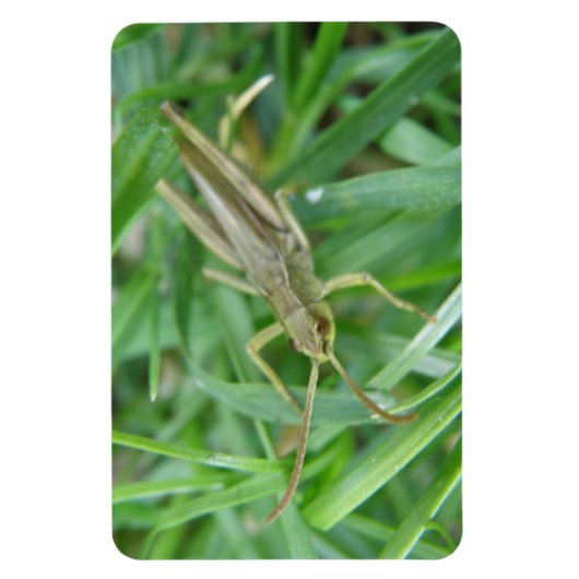 Grasshopper Premium Magnet Magneet (Verticaal)