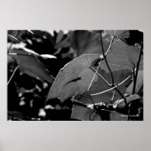 Grasshopper Shadow Poster (Voorkant)