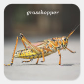 grasshopper vierkante sticker (Voorkant)
