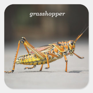 grasshopper vierkante sticker