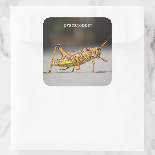 grasshopper vierkante sticker (Tas)