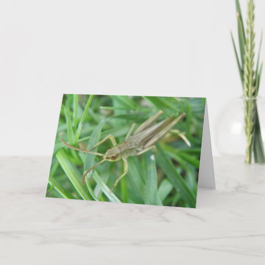 Grasshopper  Wenskaart Kaart (Voorkant)