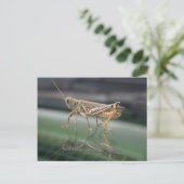 Grasshoppers Briefkaart (Staand voorkant)