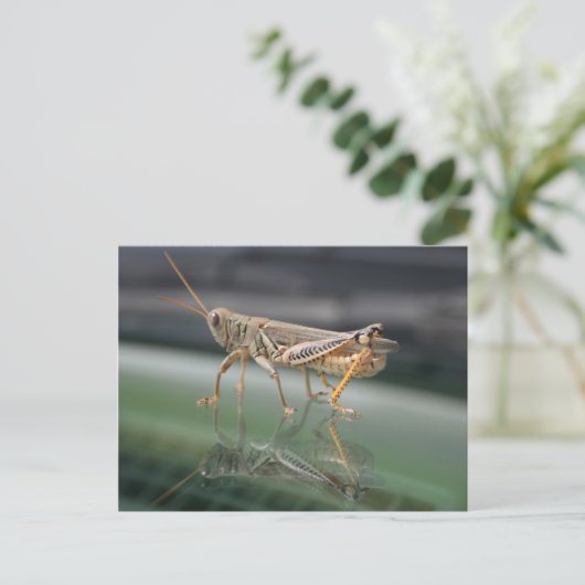 Grasshoppers Briefkaart (Staand voorkant)