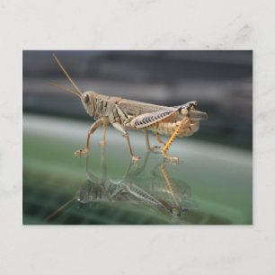 Grasshoppers Briefkaart