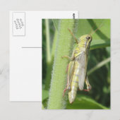 Grasshopping close briefkaart (Voorkant / Achterkant)