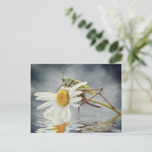 Grasshouper op maisiebloem briefkaart (Staand voorkant)