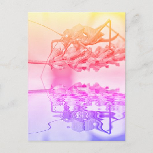 Grasshout boven water met reflectie briefkaart (Voorkant)