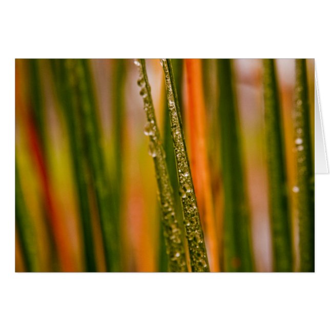 grassprieten (Voorkant Horizontaal)