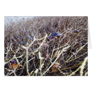 Grassy Flowers, mijn Uitzicht