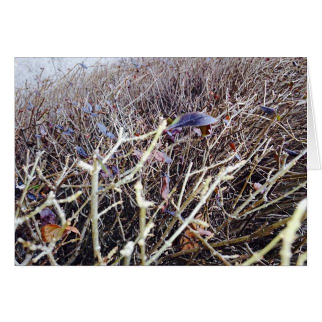 Grassy Flowers, mijn Uitzicht (Voorkant Horizontaal)