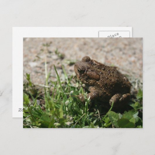 Grassy Frog Briefkaart (Voorkant / Achterkant)