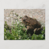 Grassy Frog Briefkaart (Voorkant)