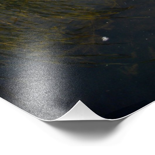 Grassy Lake Foto Afdruk (Hoek)